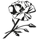 Valmue Blomst