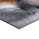 Billede dyreportræt rød ræv - aluminium dibond - Nagi – print på aluminium (Alu-Dibond)