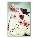 Akrylbillede Pink Cosmos
