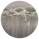 Lotusbloemen met zwaan in het water in grijs - Ms Tiff - Rond - Zelfklevend/niet-geweven