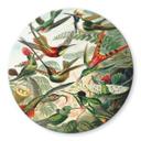 Glasschilderij Rond Haeckel - Kolibries