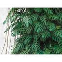 Livingwalls storbyhistorier THE WALL monstera tapet