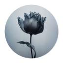 Póster tulipán aterciopelado en negro - Paksoylu - Redondo