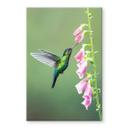 Tableau sur verre van Duijn - Colibri dans la magie des fleurs roses