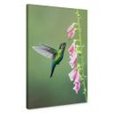 Lienzo van Duijn - Colibrí en flor rosa magia
