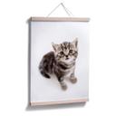 Póster gatita embarazada