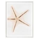Plakat - Hugonnard - White Starfish