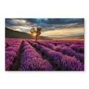 Lavendel i Provence  - stænkplade
