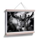 Poster Sandra - Jeune cerf