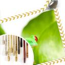 Poster - Grenouille