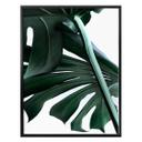 Plakat - Urban Jungle 02 - Monstera Deliciosa