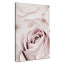 Cuadro 1X Estudio - Rosa preciosa