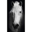 Fototapet White Horse - 144x260 cm