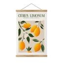Póster de tela Boho limonero - Citrus Limonum - Tunaboylu
