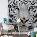 Fototapet Gorgeous Sumatran Tiger - 240x260 cm