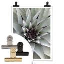 Affiche - Agave 01