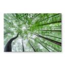 Tableau sur verre Pavlasek - Cime des arbres verts
