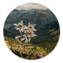 Cuadro de madera edelweiss blanco alpino en la montaña - redondo