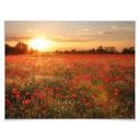 Poster - Champ de coquelicots au coucher de soleil