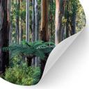 Vinilo decorativo Bosque de eucaliptos en Yarra Ranges - Colombo - Redondo