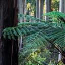 Fototapeta las eukaliptusowy w Yarra Ranges - Colombo