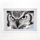 Película de privacidad proud owl
