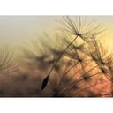 foto tapet designvægge i gul og sort non-woven tapet FlyingDandelion natur mælkebøtte
