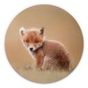Wandcirkel van Duijn - Baby Fox