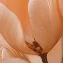 Papel pintado Tulipanes color melocotón - Papel pintado Flores - Treechild