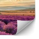 Salpicadero de cocina autoadhesivo Flor de lavanda en Provenza