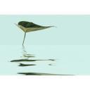 Livingwalls papier peint photo ARTist Zen Water Leaf vert, turquoise