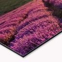 Revêtement pour cuisine - Alu-Dibond - Fleurs de lavande en Provence