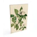 Cuadro de madera ilustración botánica de una camelia simulada - Walcott