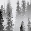 Papel pintado Bosque de nubes en blanco y negro - papel pintado Bosque - Xu