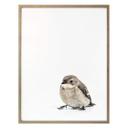 Poster Little Bird