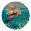 Cuadro de madera Una tortuga viajando - Redondo