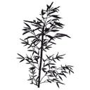 Bambus Plante
