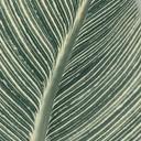 Fotomural de Calathea - Sisi & Seb