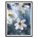 Póster Disher - La flor blanca