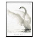 Plakat - Majestætisk Svane - Natural Beauty