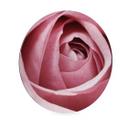 Wandcirkel Pink Rose