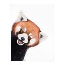 Plakat Red Panda - Korenkova