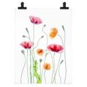 Póster Amapolas de colores - Disher