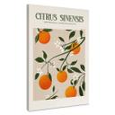 Lienzo Boho Naranjo - Citrus Sinensis - Tunaboylu