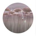 Poster lotusbloemen met zwaan in water in donkerroze - Ms Tiff - Rond