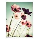 Poster - Cosmos roses
