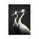 Póster Dos grullas coronadas en blanco y negro - Treechild