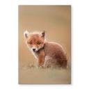 Glasschilderij van Duijn - Baby Fox