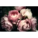 Fototapet pink hvid mørk - Ikke-vævet tapet 3,75 m x 2,50 m blomstermotiv