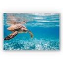 Tableau Forex - Tortue en voyage